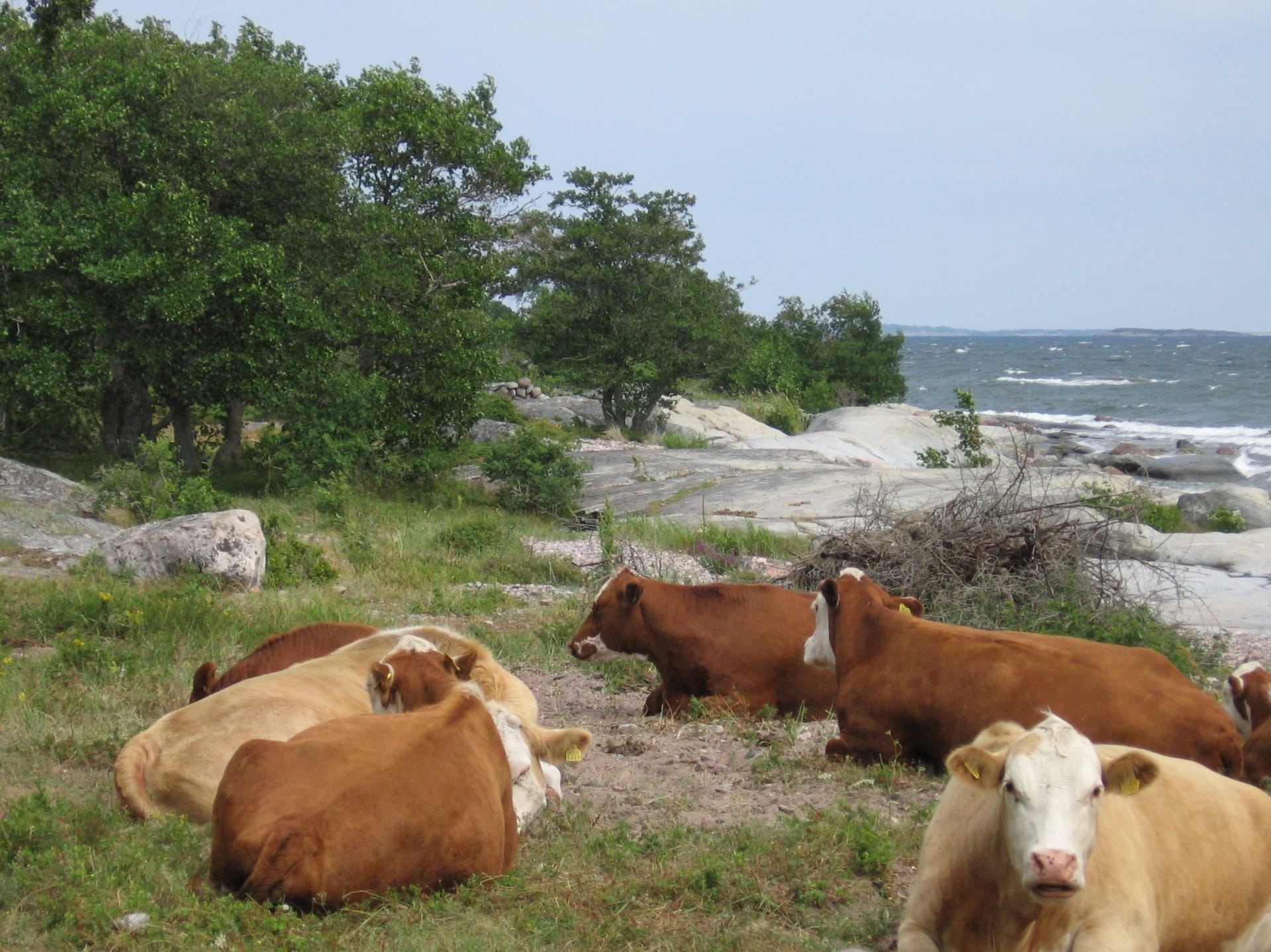 Lehmiä makaa rantahietikolla. Eläinten takana on kalliota ja meri.   Kor ligger på strandsanden. Bakom djuren finns stenar och havet.  Cows lie on the beach sand. Behind the animals are rocks and the sea.