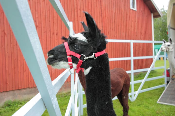 Alpaca at Pattijoki Festival 2023