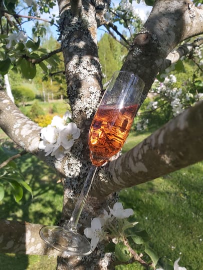 Viinilasi kukkivassa omenapuussa