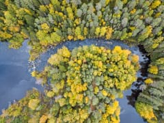 Everyman´s rights allows to pick up some berries and mushrooms from the forest.