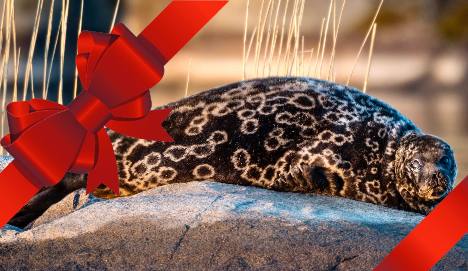 Gift card for Seal safari.