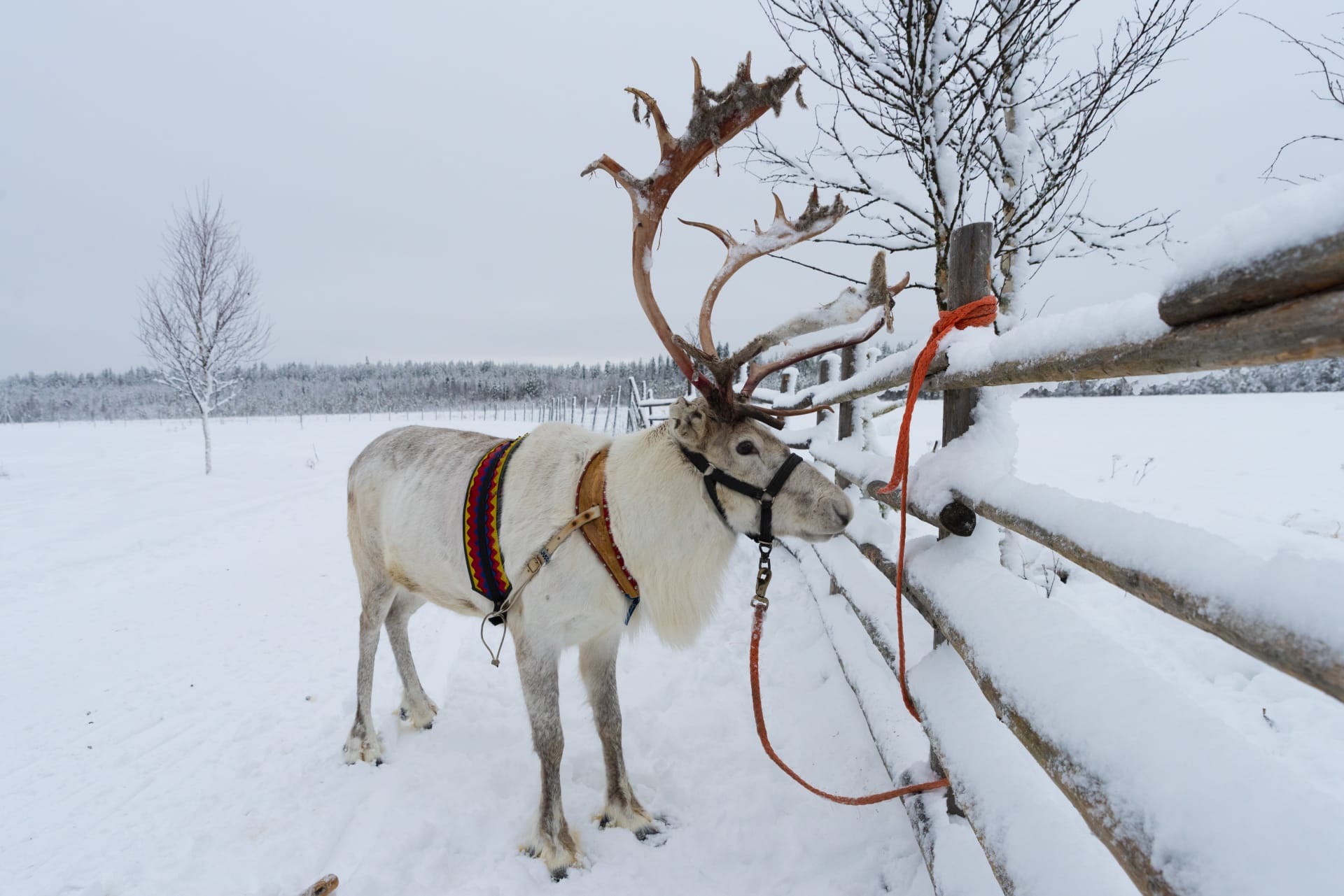 Reindeer Farm Sea Lapland