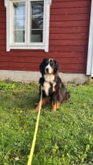 Pet friendly holiday houses