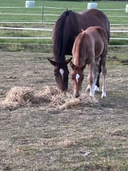 Lomatalo suomalaisella hevostilalla