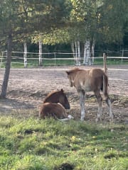 Summer of 2025 small coals