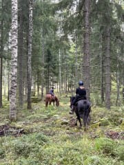 Riding in the forest is relaxing to move and see