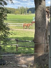 Lomakivi will change your mind