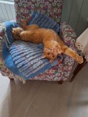 Let to be onnthe holiday like cat