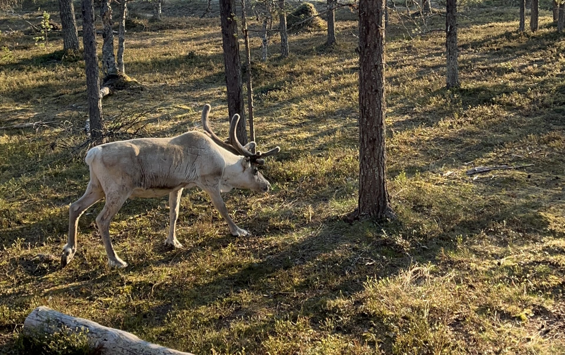 Tailored wilderness tours