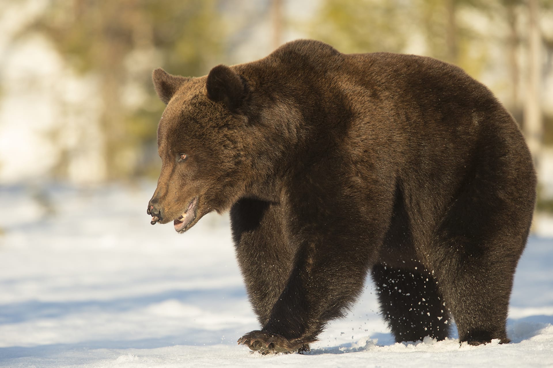 Bear Photography on Spring Winter