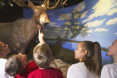 Luonnontieteellinen museo