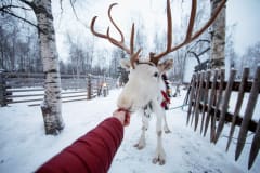 Feeding a reindeer