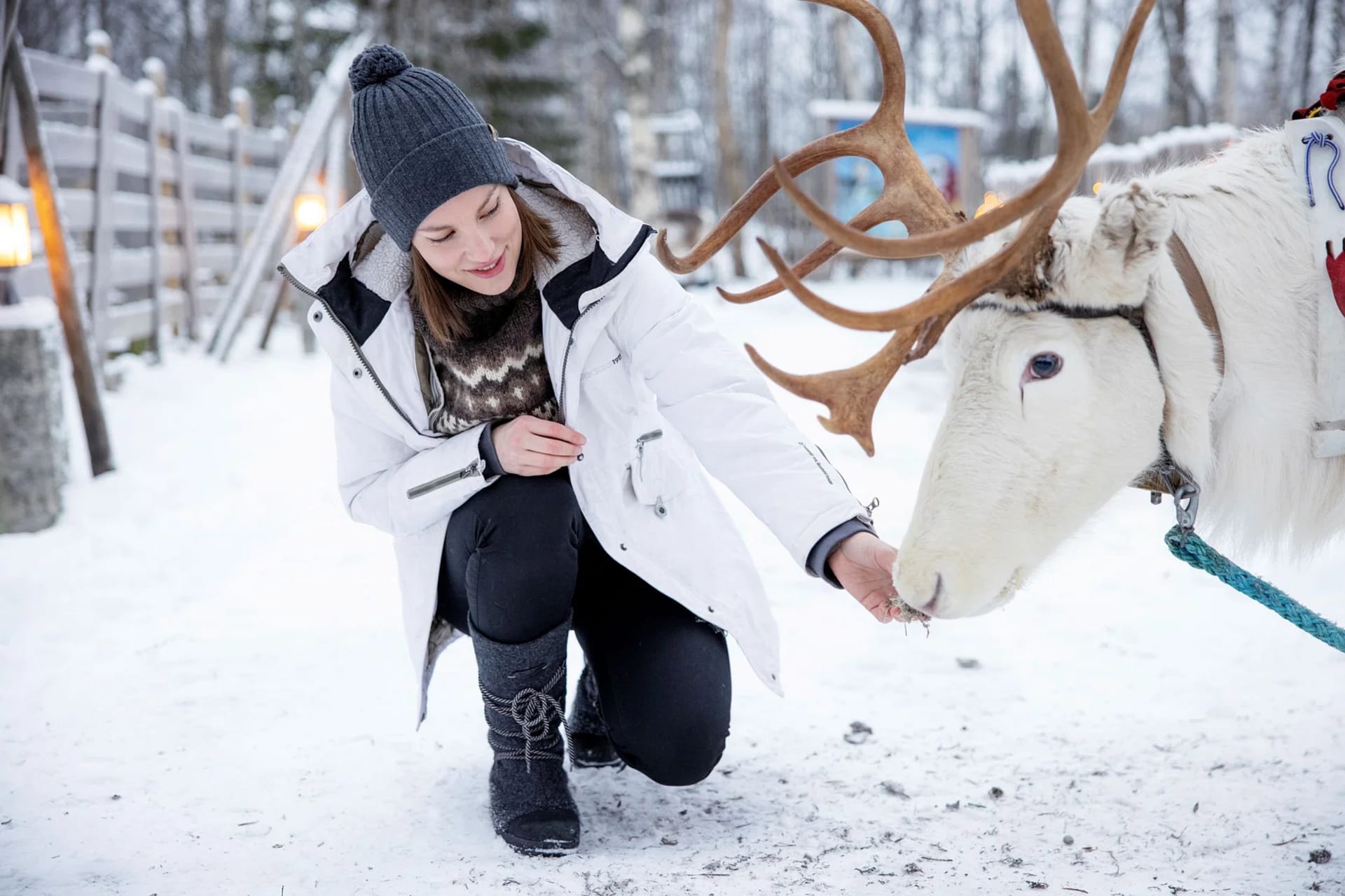 Feeding the Reindeer