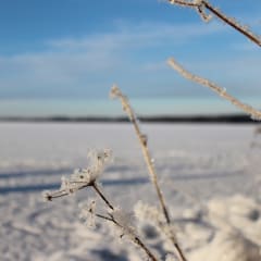 Snow and ski trails on a lake.