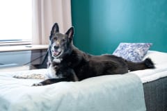 Pets are welcome to stay with us.