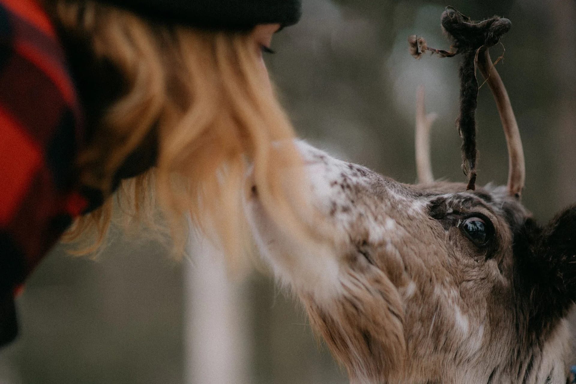 Visiting local reindeer farm