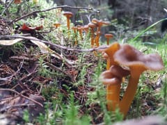 Mushrooms of the forest