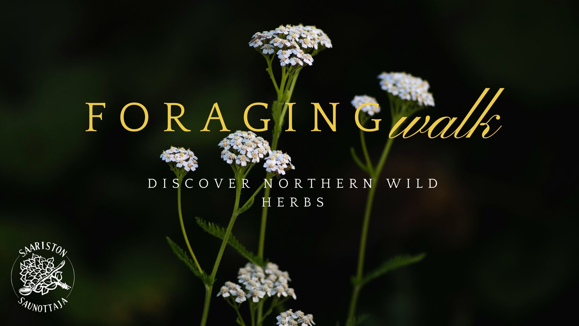Yarrow 