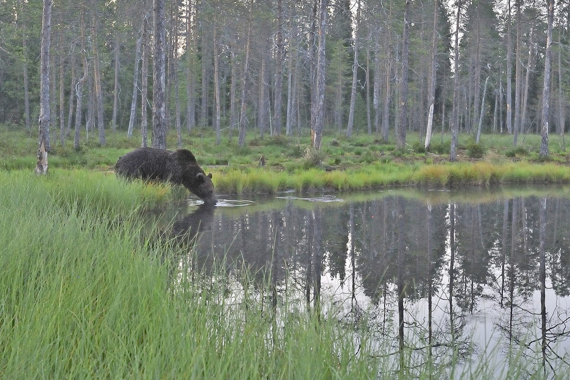 Bear Photography on Summer