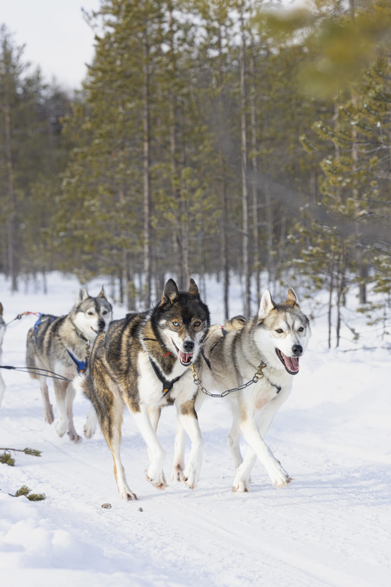 Husky ride