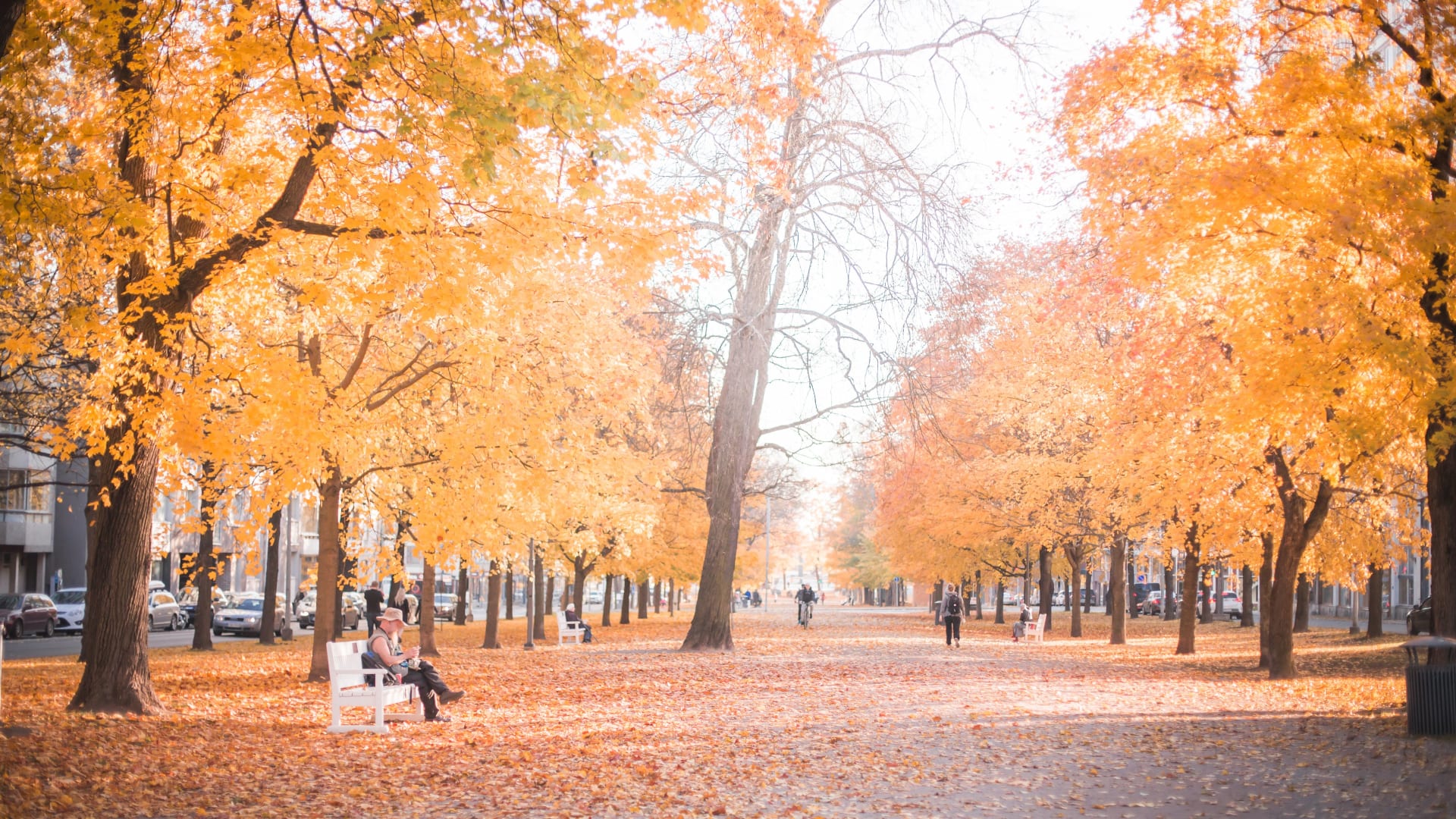 Hämeenpuisto park in autumn