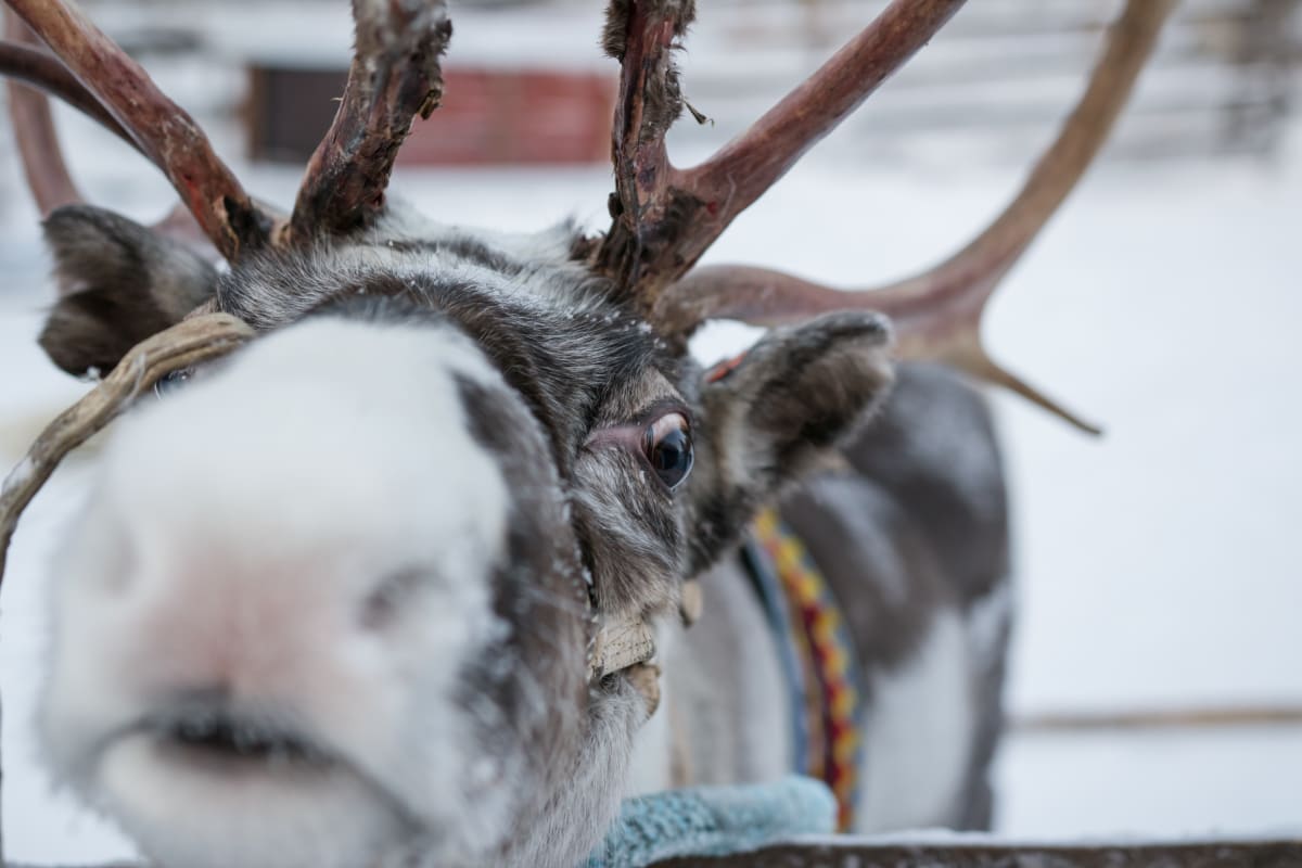 Family Day – Reindeer, Huskies, Snow fun and Lunch