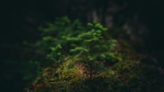 Myyttinen metsäretki