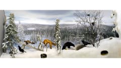 Suomen luonto opastus