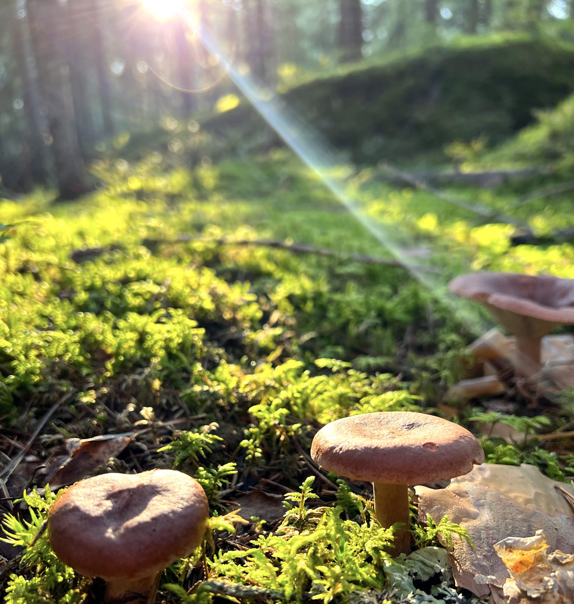 Sunshine and mushrooms in Finnish forest