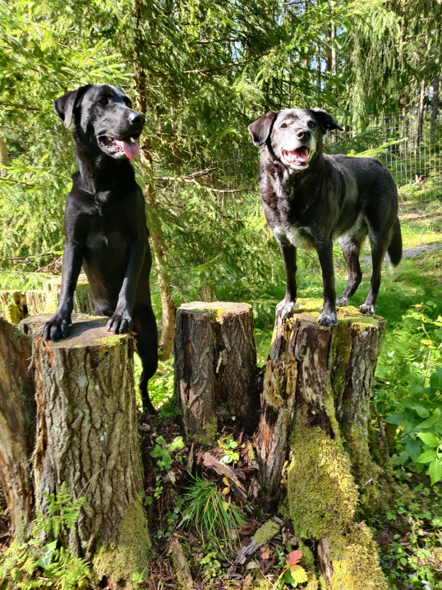 Torpan metsässä on paljon aktiviteettejä.
