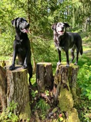 Torpan metsässä on paljon aktiviteettejä.