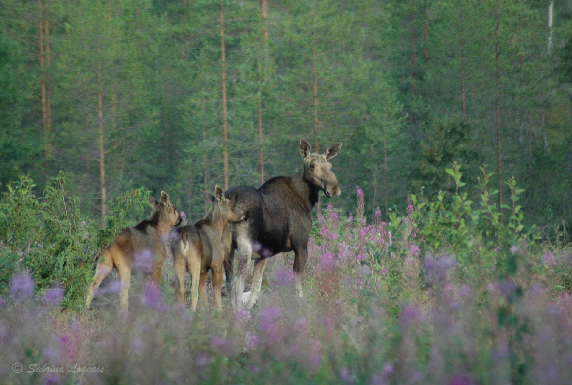 Moose Safari at Lentiira, Kuhmo