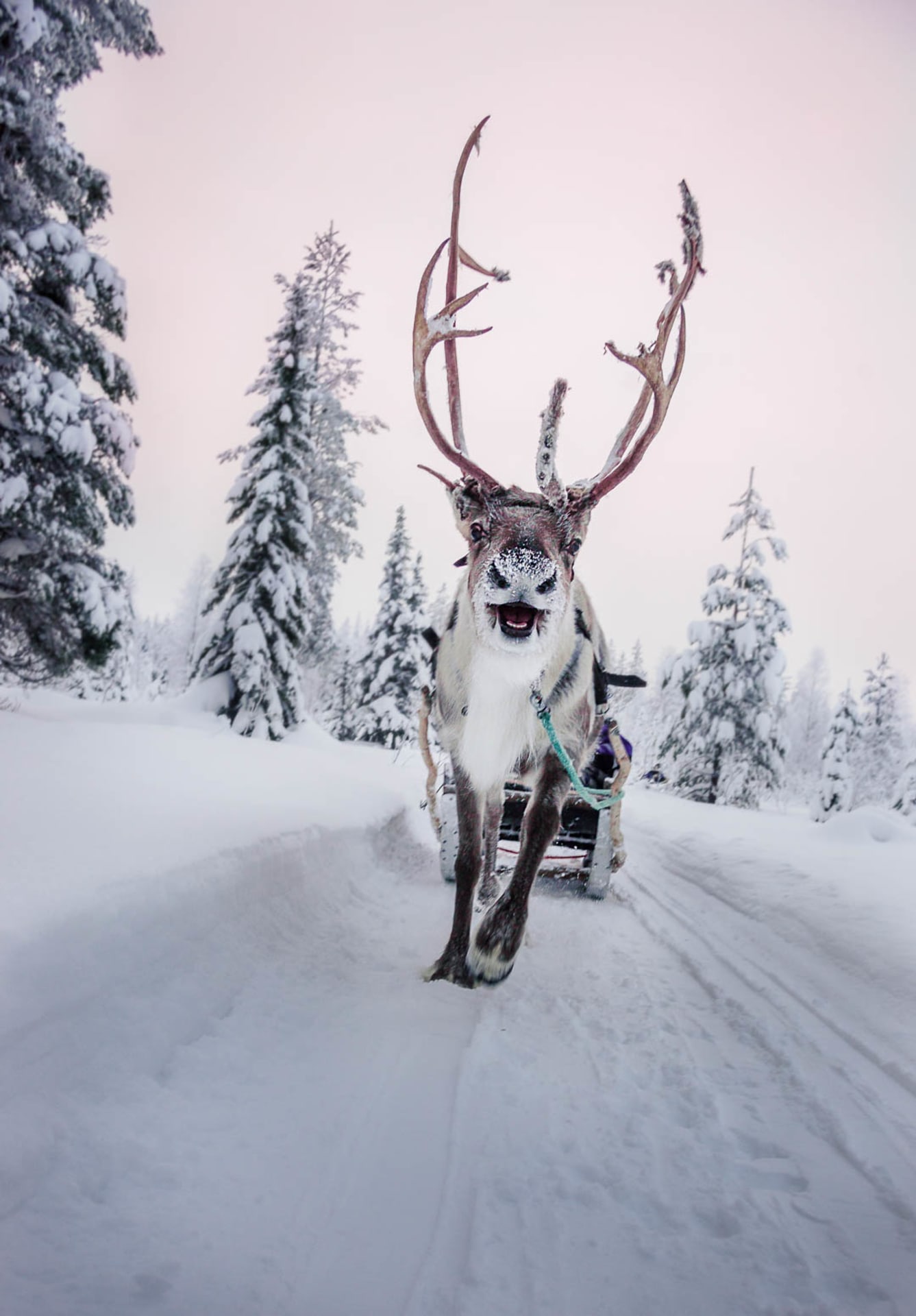 Happy Reindeer
