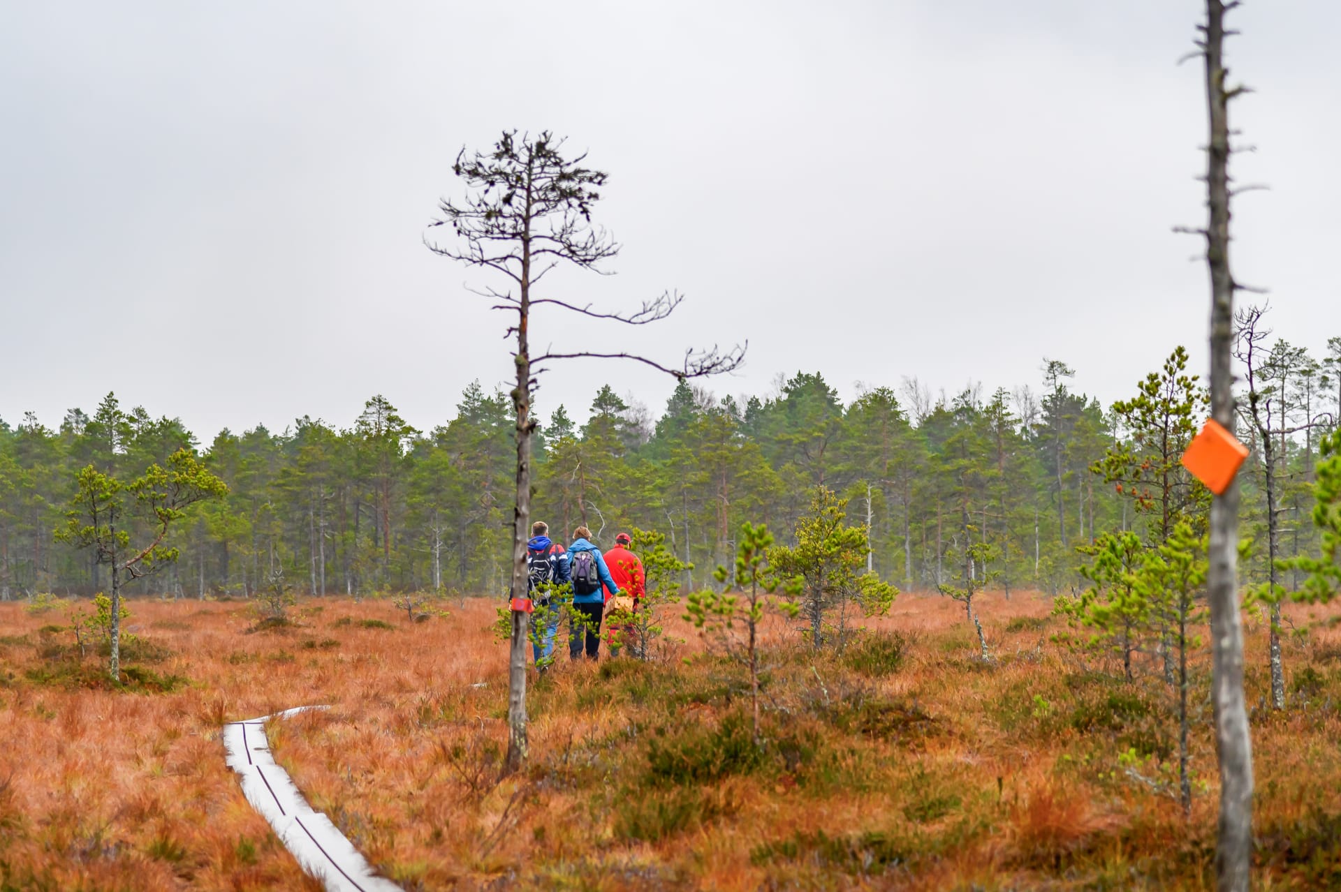 Kurjenrahka National Park