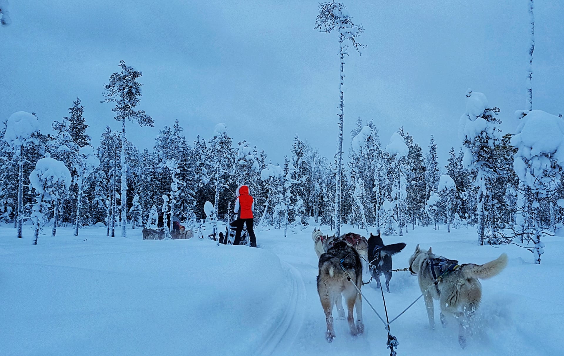 Pyhä husky farm safaris