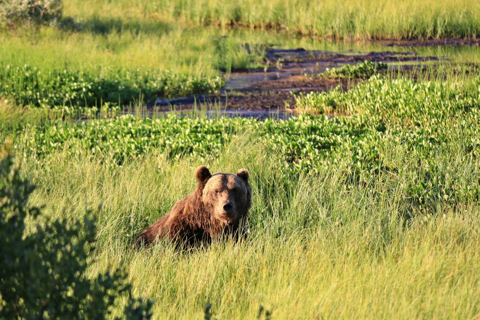 Enjoy the silence and watch the bears in their natural habitat