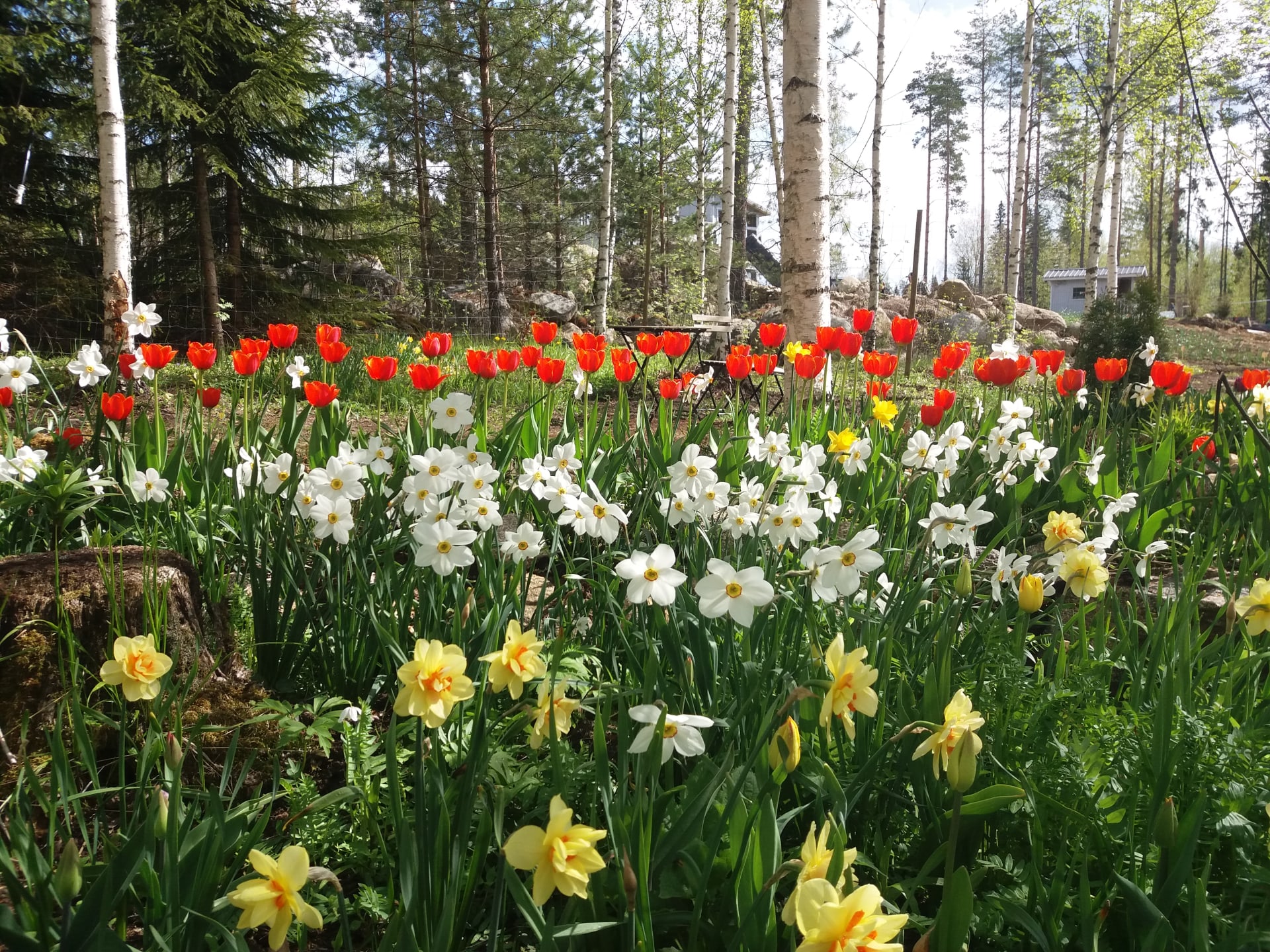 Sea of Spring flowering bulbs is like a little Finnish Keukenhof.