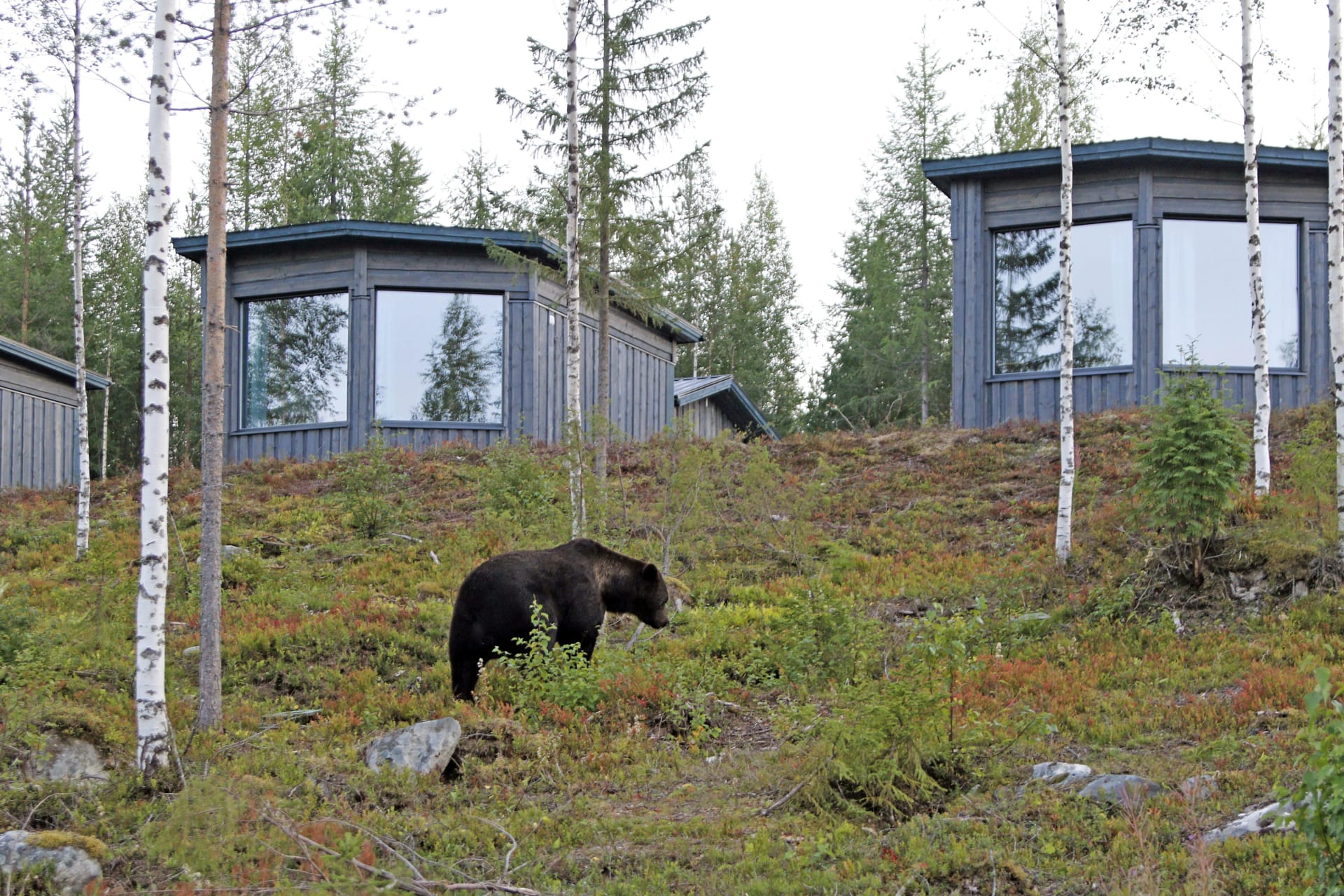 Bear Watching in Luxury Cabin