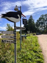 Merellinen metsäkylpyelämys Harakan saarella