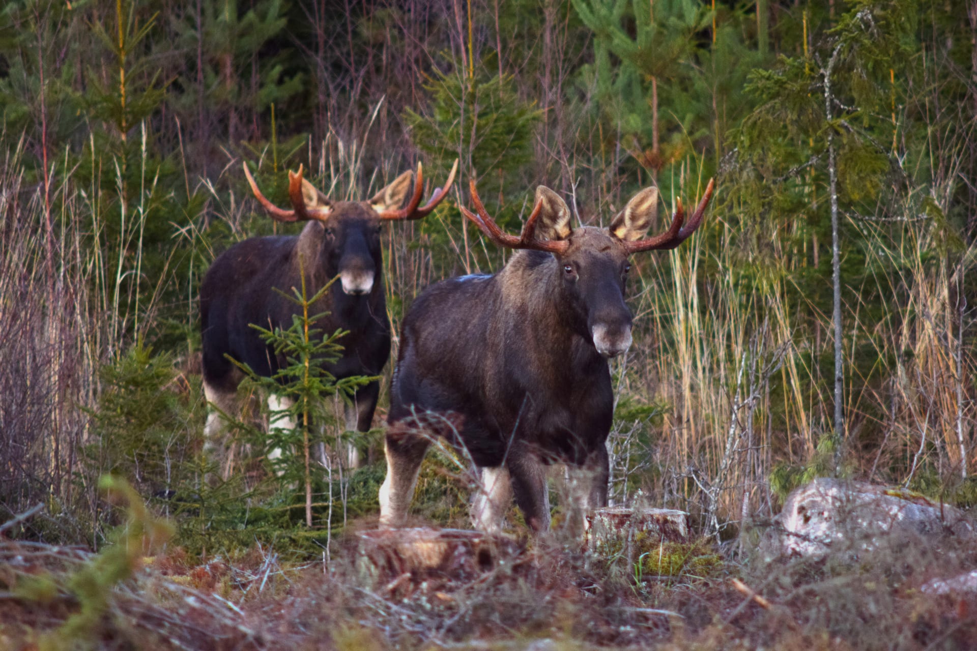 Elks
