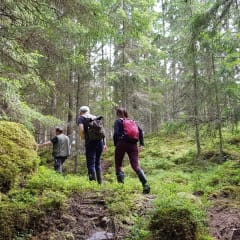 Walk in the forest is good for your soul and body