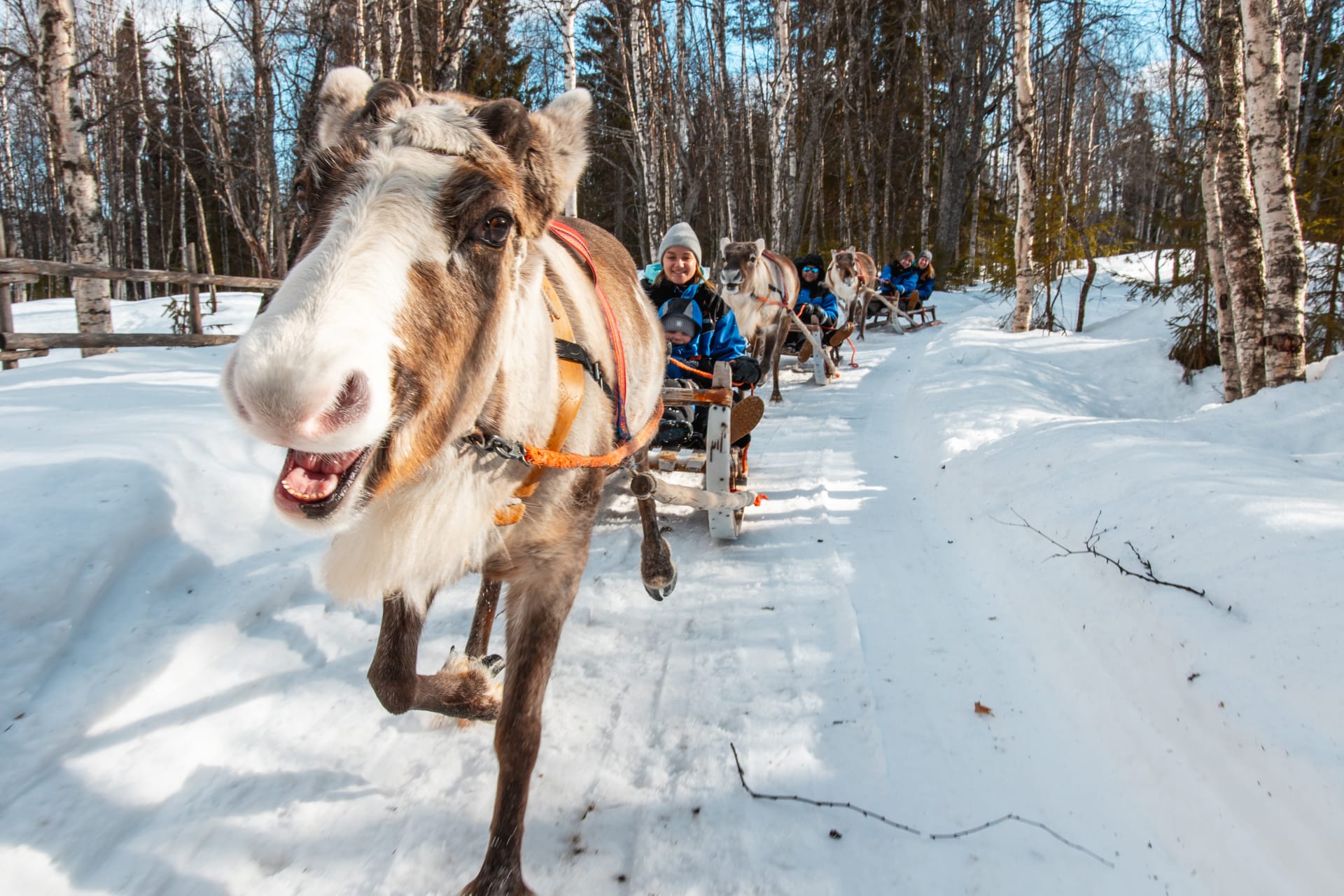 In Pursuit Of Reindeer - Snowmobile Safari To Reindeer Farm 