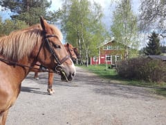 You can also have accommodation and horseback riding.