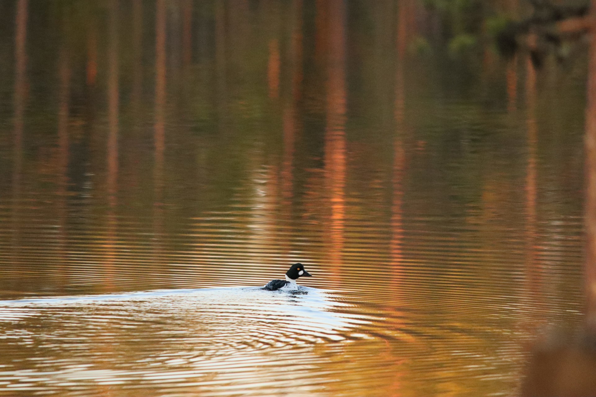 Nature Photographing Weekend
