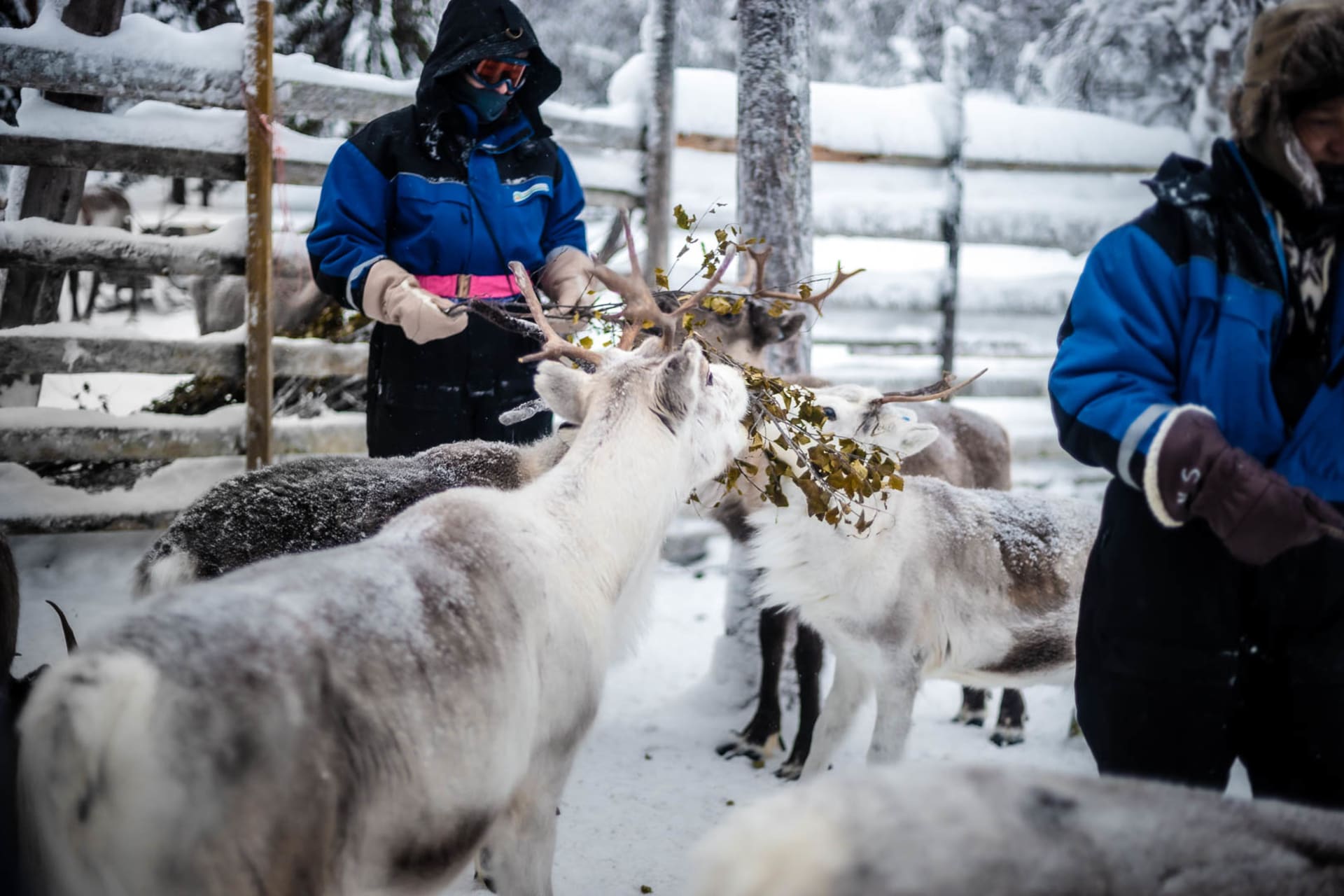 Reindeer feeding
