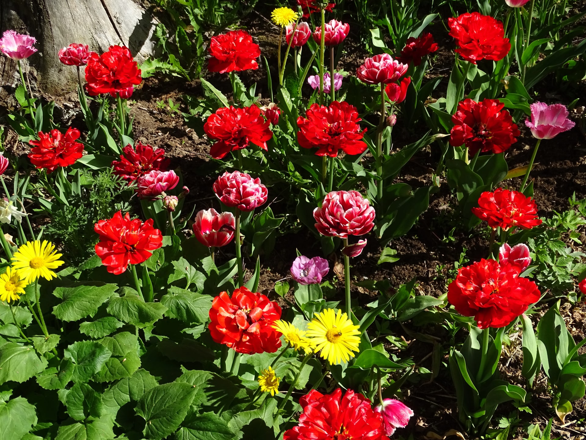Colorful flowers in the spring.