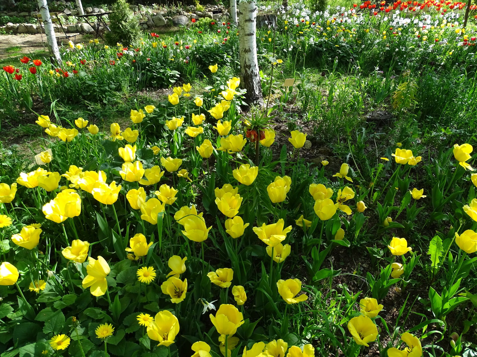 Keltaiset syyssipulikukat kukkimassa, Pölkinvuori