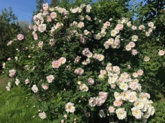 Roses bloom in the garden.