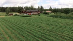 Raija Aitta, marjatila Mikkelissä.