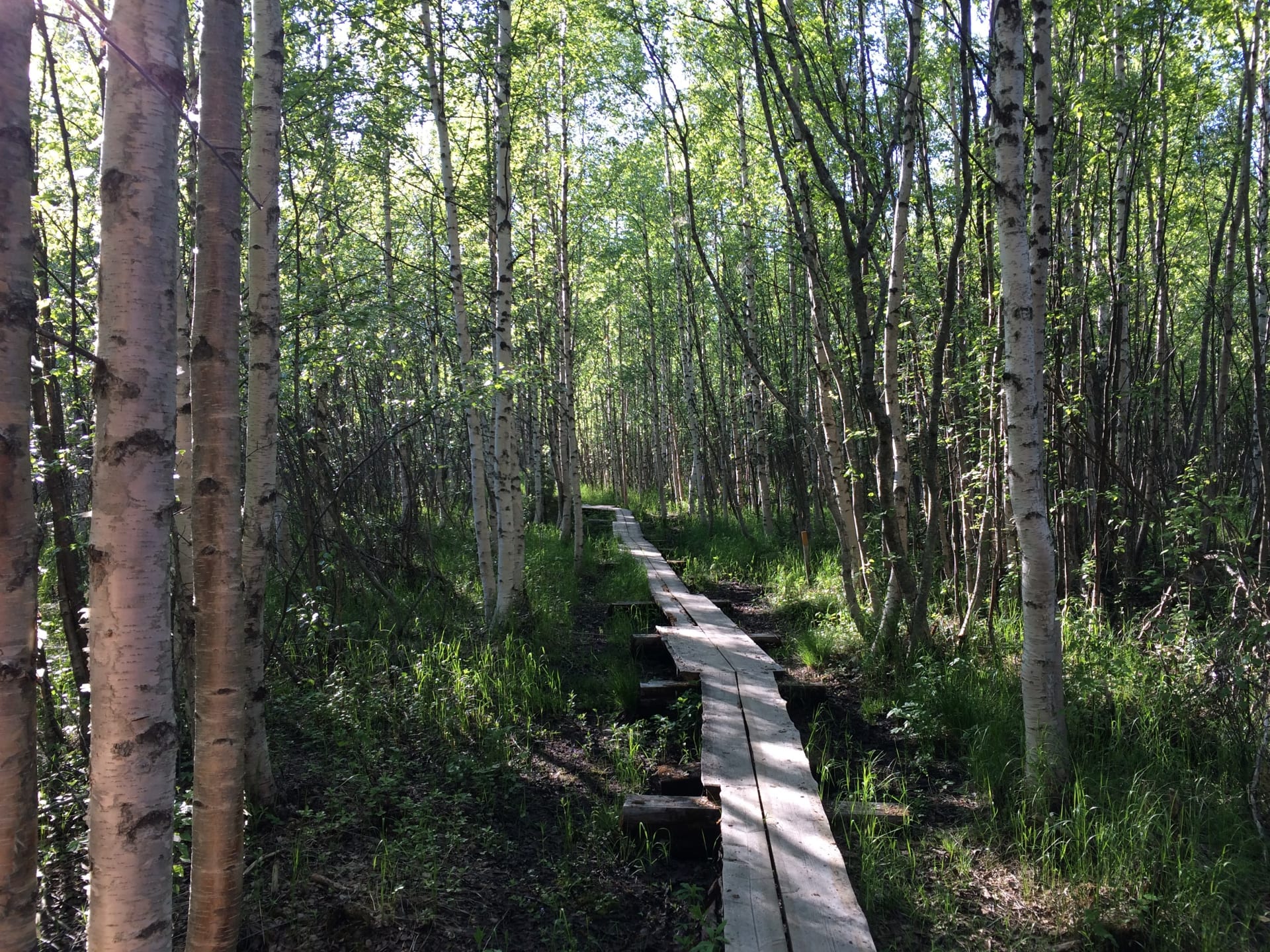 Letonniemi nature trail.